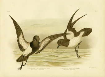 Petrel de Tormenta de Vientre Negro, 1891